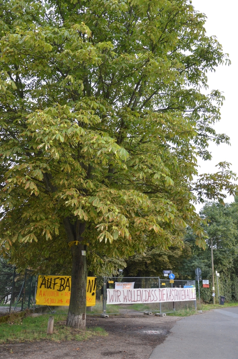 Mainz& Baumschützer Lesselallee: "Hier droht Kostheim 21" Baumschützer Lesselallee: "Hier droht Kostheim 21"