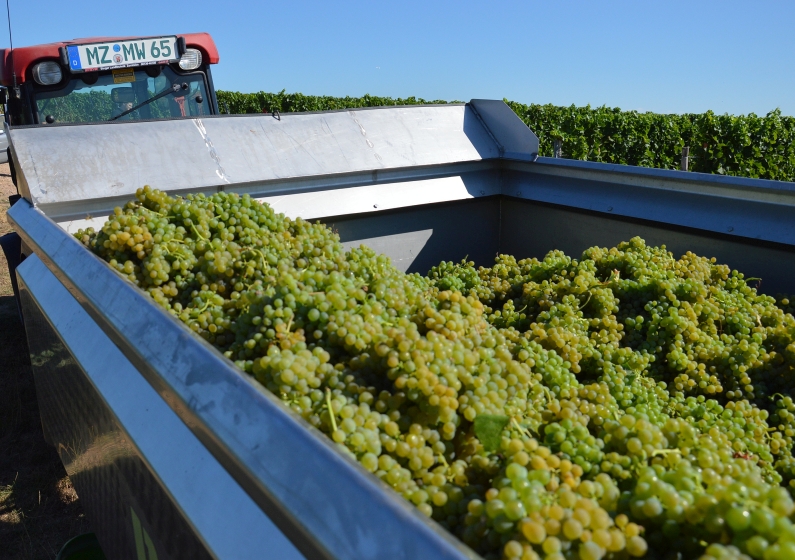 Mainz& Größte Weinernte seit 1999 erwartet - Weinlese 2018 geht als absoluter Ausnahmejahrgang in Geschichte ein Größte Weinernte seit 1999 erwartet - Weinlese 2018 geht als absoluter Ausnahmejahrgang in Geschichte ein