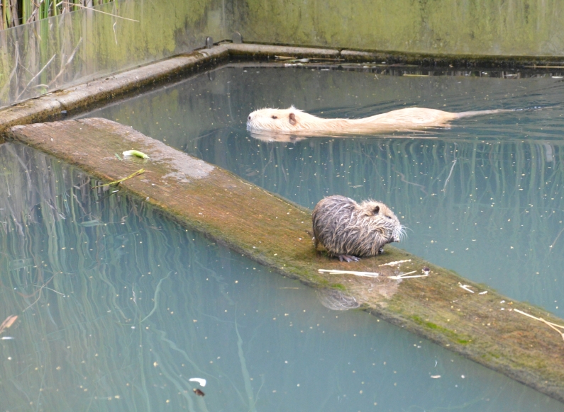 Mainz& Besuch bei Bisamratte, Bär und Uhu - Fasanerie in Wiesbaden bietet viel Naturpädagogik Besuch bei Bisamratte, Bär und Uhu - Fasanerie in Wiesbaden bietet viel Naturpädagogik