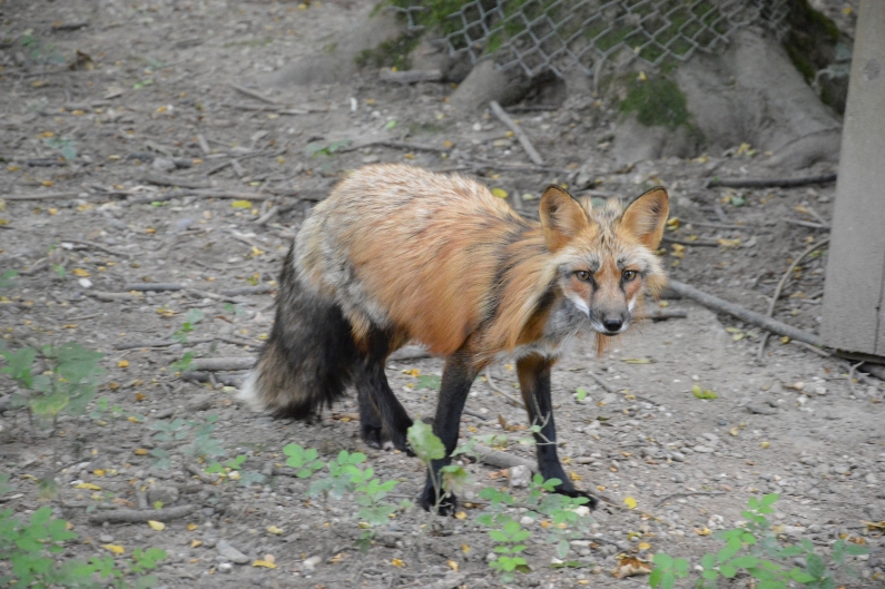 Mainz& Besuch bei Bisamratte, Bär und Uhu - Fasanerie in Wiesbaden bietet viel Naturpädagogik Besuch bei Bisamratte, Bär und Uhu - Fasanerie in Wiesbaden bietet viel Naturpädagogik