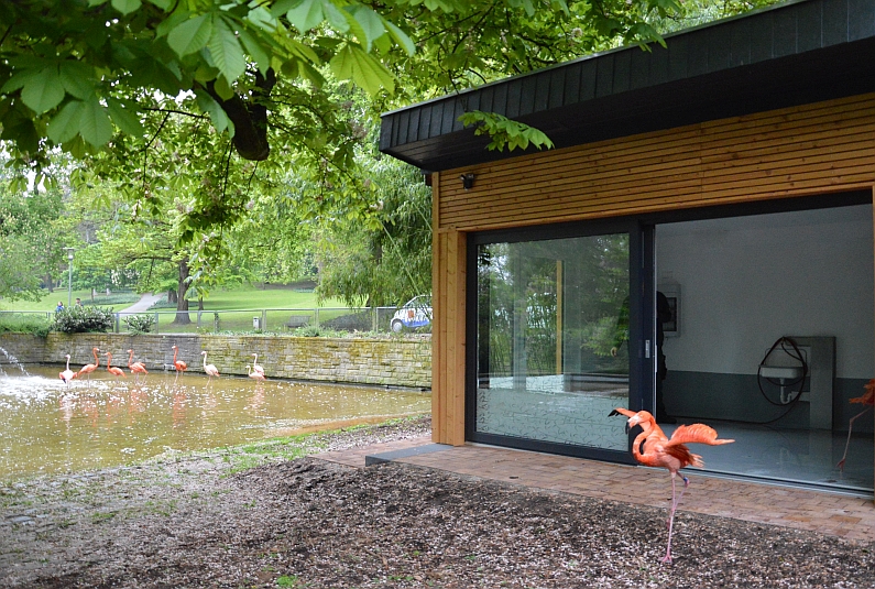Flamingos im Stadtpark haben jetzt eigenes Zuhause Schräge Vögel