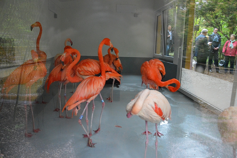 Mainz& Flamingos im Stadtpark haben jetzt eigenes Zuhause - Schräge Vögel sammeln 90.000 Euro für Flamingohaus Flamingos im Stadtpark haben jetzt eigenes Zuhause - Schräge Vögel sammeln 90.000 Euro für Flamingohaus