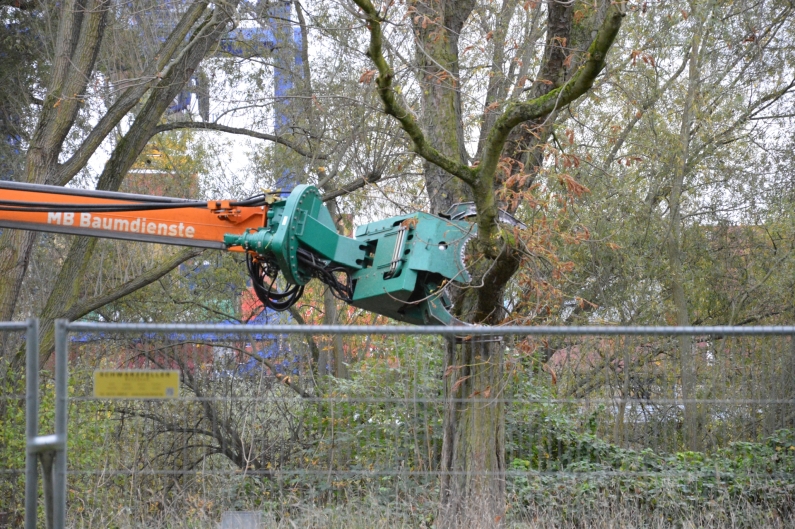 Maul beißt zu - Foto: gik