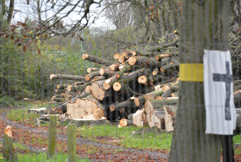 Passenderweise hingen die schwarzen Kreuze schon - Foto: gik