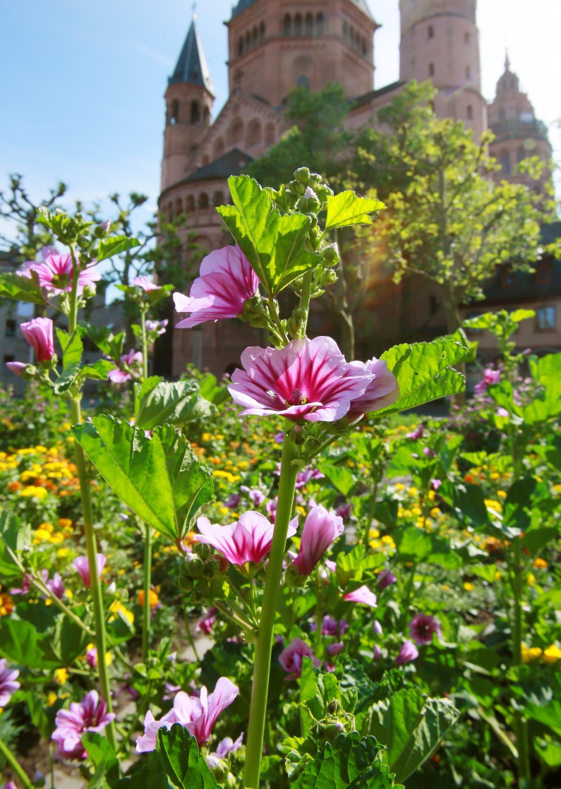 Mainz& "Gartenträume" das erste Mal in Mainz - Messe vom 17.-19. März 2017 in der Halle 45 "Gartenträume" das erste Mal in Mainz - Messe vom 17.-19. März 2017 in der Halle 45
