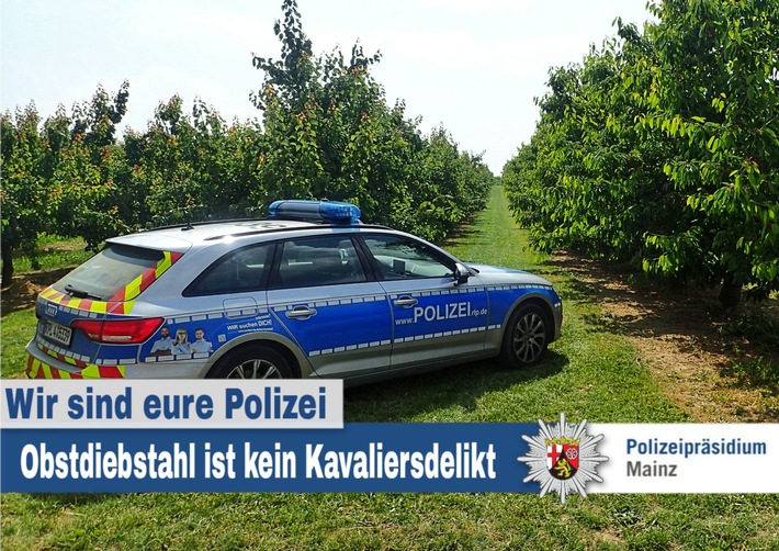 Mainz& Obstdiebe plündern Plantagen rund um Mainz - Polizei und Landwirte gehen mit neuem Konzept dagegen vor - Auch kleine Mengen sind Diebstahl Obstdiebe plündern Plantagen rund um Mainz - Polizei und Landwirte gehen mit neuem Konzept dagegen vor - Auch kleine Mengen sind Diebstahl