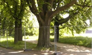 Mainz& Kastanienallee auf Maaraue ab heute gesperrt Kastanienallee auf Maaraue ab heute gesperrt