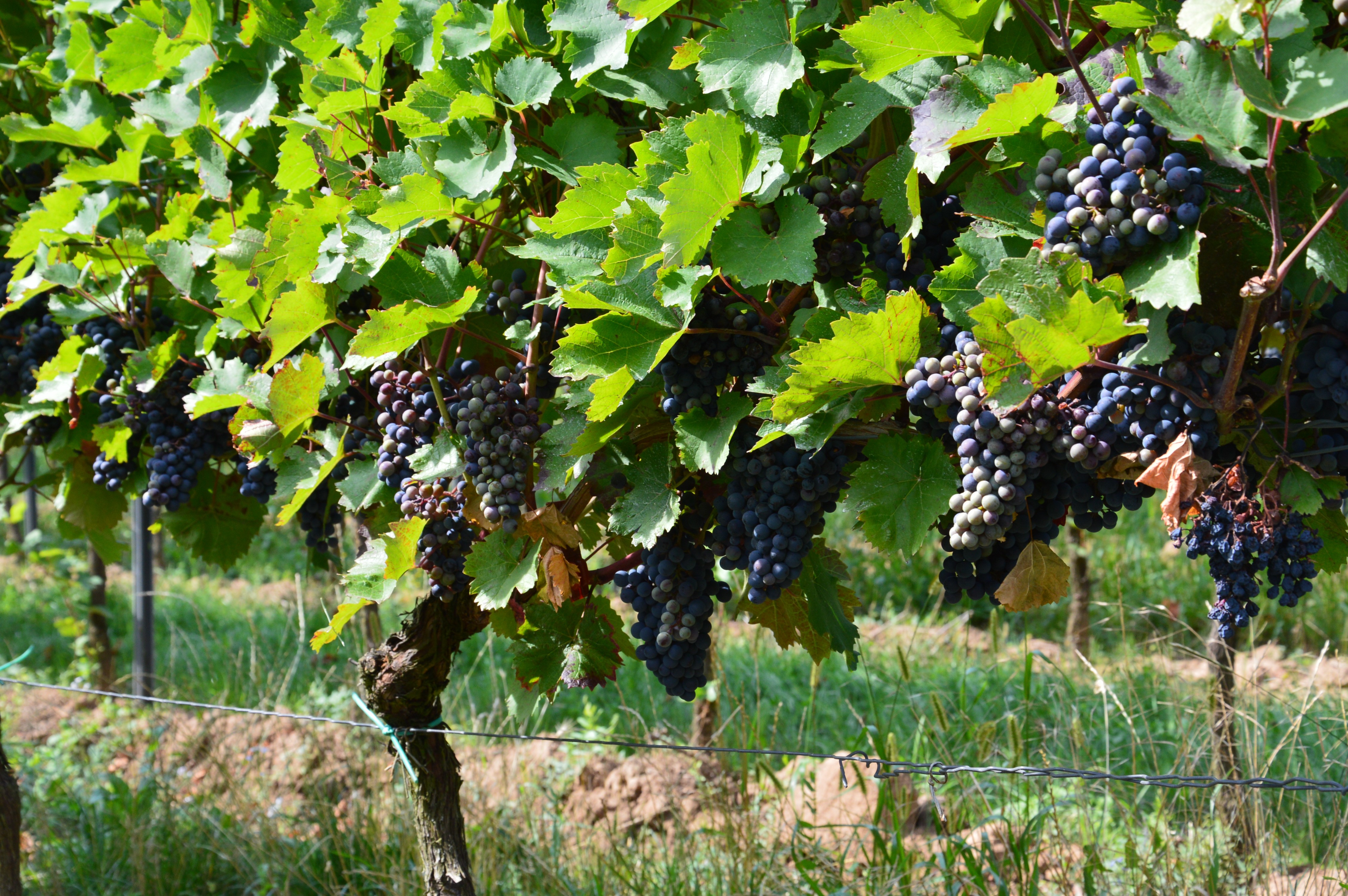 Mainz& "Sauvignon Arabica": Neue Traubensorte mit Koffein gezüchtet - Am 1. April bekannt gegeben "Sauvignon Arabica": Neue Traubensorte mit Koffein gezüchtet - Am 1. April bekannt gegeben