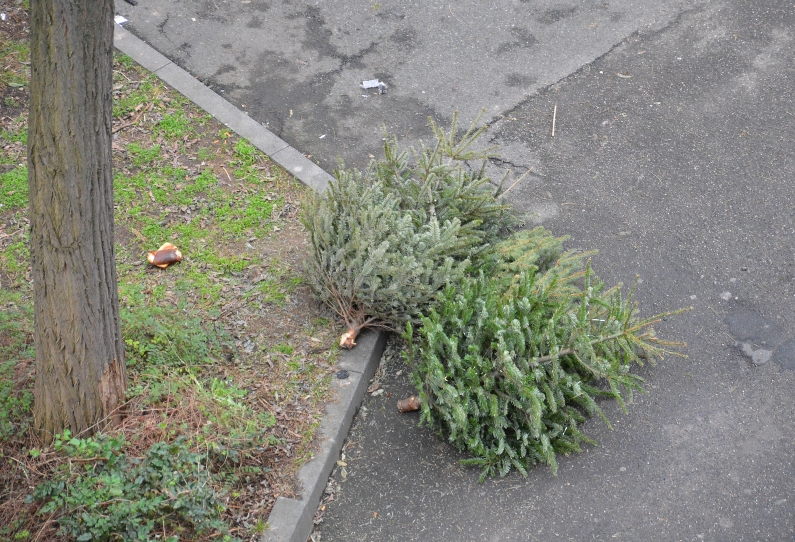 Mainz& Weihnachtsbäume: Abfuhr am Samstag, 12. Januar 2019 - Entsorgung auch auf Wertstoffhöfen Weihnachtsbäume: Abfuhr am Samstag, 12. Januar 2019 - Entsorgung auch auf Wertstoffhöfen
