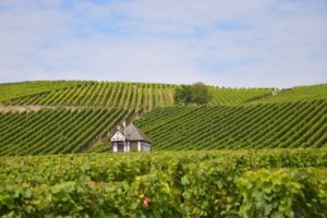 Mainz& Winzer alarmiert über Strafzölle der USA auf deutsche Weine - VDP fordert Hilfe - Trinkt mehr Riesling! Winzer alarmiert über Strafzölle der USA auf deutsche Weine - VDP fordert Hilfe - Trinkt mehr Riesling!