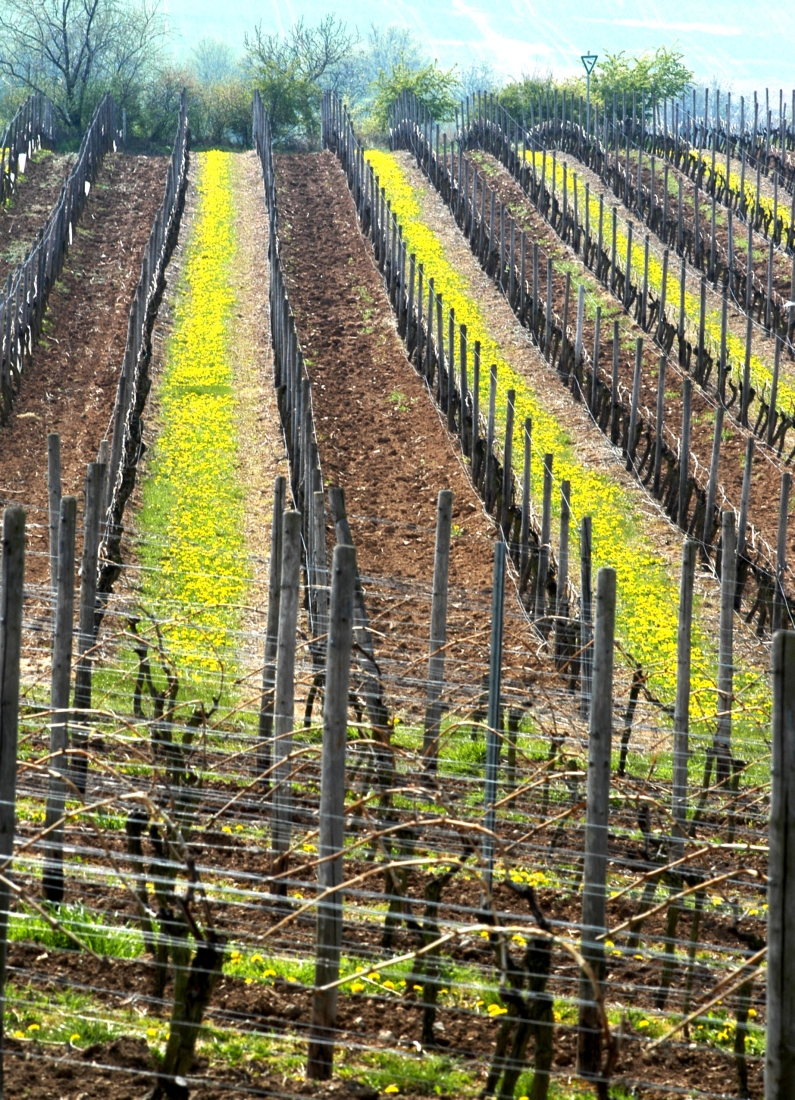 Weinberge im Frühjahr