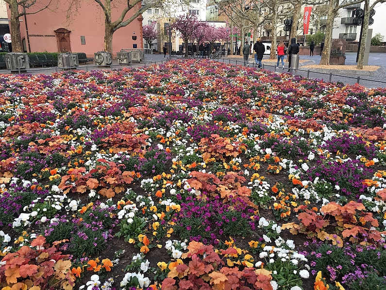 Mainz& Goldlack, Purpurglöckchen, Vergissmeinnicht - Mainzer dürfen wieder Blumen aus städtischen Beeten plündern Goldlack, Purpurglöckchen, Vergissmeinnicht - Mainzer dürfen wieder Blumen aus städtischen Beeten plündern