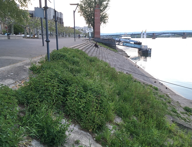 Mainz& Schöneres Mainzer Rheinufer gewünscht - Ortsbeirat Altstadt kritisiert stagnierende Entwicklung - Bis 2021 Änderung geplant Schöneres Mainzer Rheinufer gewünscht - Ortsbeirat Altstadt kritisiert stagnierende Entwicklung - Bis 2021 Änderung geplant