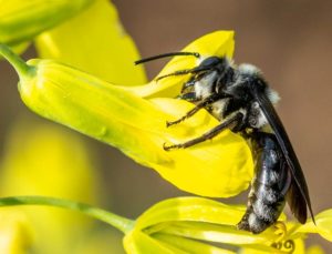Mainz& "Gärten des Grauens" - BUND ruft zum Weltbienentag zum Kampf gegen Steingärten auf "Gärten des Grauens" - BUND ruft zum Weltbienentag zum Kampf gegen Steingärten auf