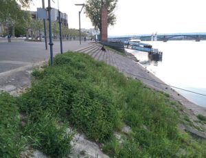 Mainz& "Mainz braucht strategisches Gesamtkonzept" - Gruppe veröffentlicht "Mainzer Appell" mit 7 Kernthemen "Mainz braucht strategisches Gesamtkonzept" - Gruppe veröffentlicht "Mainzer Appell" mit 7 Kernthemen
