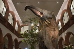 Mainz& Das große Schreckenstier grüßt im Eingangssaal - Naturhistorisches Museum feiert Wiedereröffnung am Wochenende Das große Schreckenstier grüßt im Eingangssaal - Naturhistorisches Museum feiert Wiedereröffnung am Wochenende