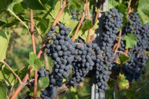 Mainz& "Neidischer Herbst" - Weinlese 2019 gestartet: Schlankerer Weinjahrgang, weniger Menge, großartige Weine "Neidischer Herbst" - Weinlese 2019 gestartet: Schlankerer Weinjahrgang, weniger Menge, großartige Weine