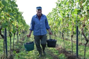 Mainz& "Neidischer Herbst" - Weinlese 2019 gestartet: Schlankerer Weinjahrgang, weniger Menge, großartige Weine "Neidischer Herbst" - Weinlese 2019 gestartet: Schlankerer Weinjahrgang, weniger Menge, großartige Weine