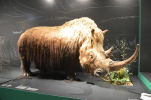 Mainz& Das große Schreckenstier grüßt im Eingangssaal - Naturhistorisches Museum feiert Wiedereröffnung am Wochenende Das große Schreckenstier grüßt im Eingangssaal - Naturhistorisches Museum feiert Wiedereröffnung am Wochenende
