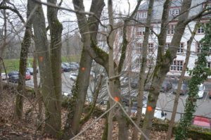 Mainz& Grünflächenoffensive: Mainzer Ampel-Koalition will mehr Bäume für die Stadt Grünflächenoffensive: Mainzer Ampel-Koalition will mehr Bäume für die Stadt