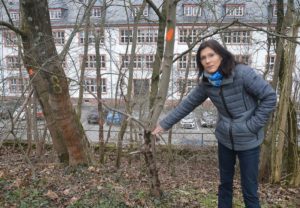Mainz& 144 Bäume auf der Mainzer Zitadelle müssen gefällt werden - Eder: Klimawandel auch bei uns angekommen 144 Bäume auf der Mainzer Zitadelle müssen gefällt werden - Eder: Klimawandel auch bei uns angekommen