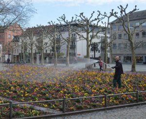 Mainz& Nicht gießen! Mainzer Stadtwerke bitten: Verzichtet auf Gartenbewässerung am Dienstag - Bauarbeiten an Wasserleitung Nicht gießen! Mainzer Stadtwerke bitten: Verzichtet auf Gartenbewässerung am Dienstag - Bauarbeiten an Wasserleitung